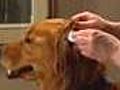 How To Clean Your Dog’s Ears
