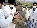 Bird Flu: Key Facts