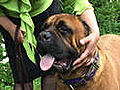 About the Bullmastiff