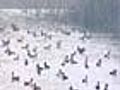 Migratory birds disappear from Delhi