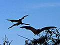 Bat Feeding Frenzy