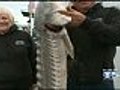 Sturgeon Boom Brings Flock Of Fishermen To San Pablo Bay