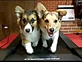 Corgi Treadmill Run