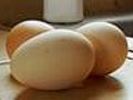 CHOW Tip: Does a Chicken Lay Eggs Year-Round?