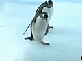 A quoi les pingouins passent-ils leurs journées ?