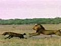 Lions Battle Hyenas