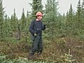 More immigrants coming to work in Canadian forests