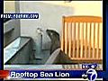 Rooftop Sea lion pup