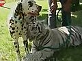 Dalmation and Tiger Make Friends