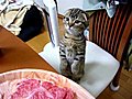 Cat wonders what’s for dinner