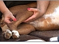 How to Massage Your Dog’s Bottom and Hamstrings