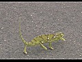 Dancing Chameleon