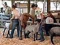 County Fair-Sheep Showmanship