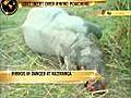 Rhinos in danger at Kaziranga