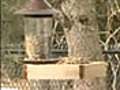 Bird Watch from Your Own Backyard