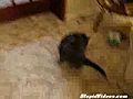 Cat Tries To Escape Post-It Note