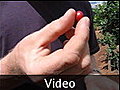 10 coffee farm video - Dalat, Vietnam