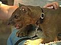 Meet Isa the fossa