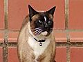 Calif. &#039;Cat&#039; burglar returns stolen loot