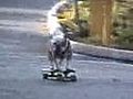 Dog On Wheel