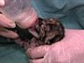 Clouded leopard cubs born at National Zoo Research Facility