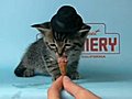 Kitten Wearing a Tiny Hat Eats a Tiny Ice-Cream Cone