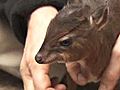 Baby Royal Antelope