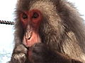 Animal: Monkeys Clean Teeth Just Like Humans