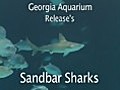 Georgia Aquarium Adds NEW Sandbar Sharks!