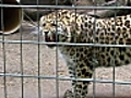 Elefant,  Tiger & Co. - Geschichten aus dem Leipziger Zoo
