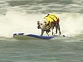 Surf’s Up...for the dogs