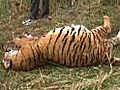 Third tiger death in a month at Corbett