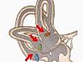 Learn about the Organs of Balance