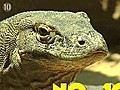 Top 10 animals you wouldn’t want as a pet