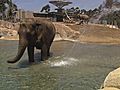 Elephants Explore Their New Home