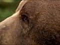 Play Yellowstone grizzly &#039;kills hiker&#039;