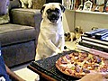 Dog Really Wants Pizza