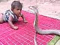 Baby vs cobra