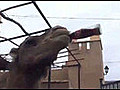 Un chameau boit du coca