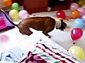 Dog Pops Balloons To Celebrate Birthday