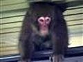 Monkey runs amok in Tokyo subway station