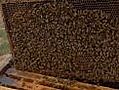 Buzz over African killer bees