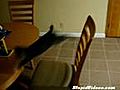 Katze fliegt vom Stuhl.! :D
