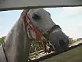 Royalty Free Stock Video SD Footage Horse at A Ranch in the Cayman,  Islands