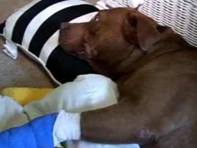 Dog Dragged By Truck Limps Home