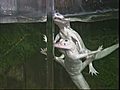 Rare white gators find home in Big Easy