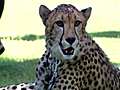 Calif. exhibit lets cheetahs sprint at full speed