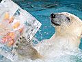 ホッキョクグマのゴーゴに氷をプレゼント　天王寺動物園