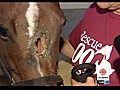 Neglected horse has facial surgery