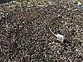Hunderttausende feiern den Sturz Mubaraks
